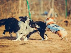 -趣玩宠物乐园寄养训犬训狗游泳池