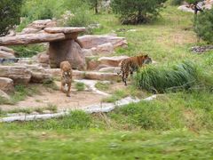 -北京野生动物园