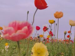 -名花谷生态庄园