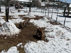 -鄂尔多斯野生动物园