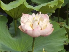 -荷塘月色湿地公园·向阳花洲