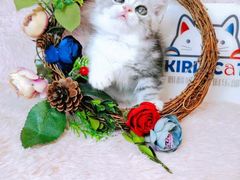 -十年猫舍·猫咪专门店(普陀店)