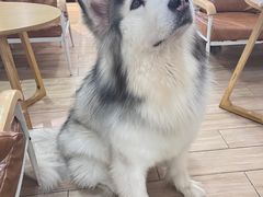 -李小姐の猫咖啡馆(五角场店)