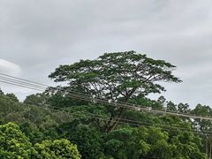 -海珠湖公园