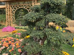 -上海共青森林公园