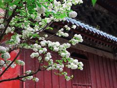 -报恩寺(平武县)