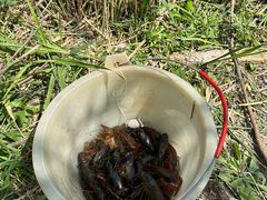 -同銮特种养殖场·龙虾垂钓