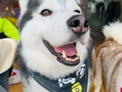 -Husky Go! 哈士奇体验馆·宠物咖啡厅狗咖