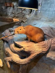 -Zoolung Zoolung动物主题公园(海信广场店)