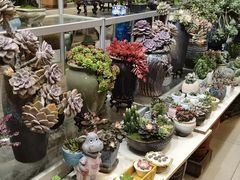 -双季花艺园艺市场(浦东店)