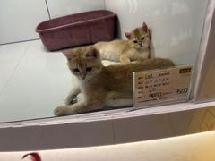 -1013 PET SHOP精品宠物商店(丁香店)