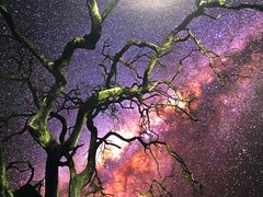 -罗红摄影艺术馆