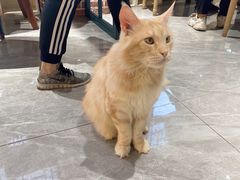 -猫小院猫主题餐厅(南锣旗舰店)