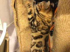 -Cappucimeow猫咪咖啡馆(韦伯时代店)