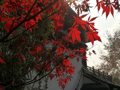 -西泠印社