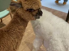 -猫色咖啡·猫咖