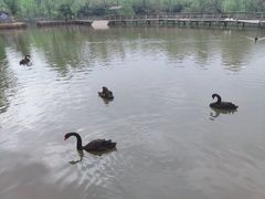 -溱湖国家湿地公园