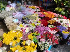 -曲阳花鸟市场(曲阳路店)