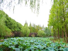 -大宁公园
