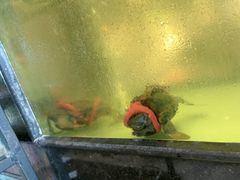 -聚鑫阁江浙菜·非遗传承技艺(青村帝华园店)