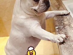 -萌宠之家·腊肠犬·马尔泰·小体犬舍
