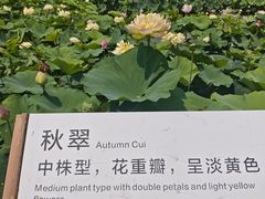 -白洋淀景区