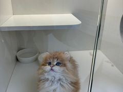 -小猫来了·猫舍(红山六九七九店)