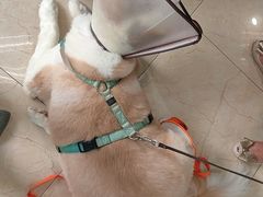 -瑞派申生动物医院·24H夜诊·国际动物医疗中心·骨外科(吴中路店)