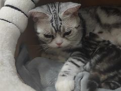 -伟伟宠物医院·瑞派猫友好医院·猫科(光谷店)