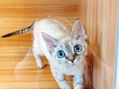 -猫十亿·布偶金渐层·曼基康矮脚猫舍(青年路店)