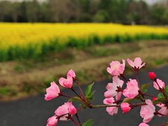 -径山花海