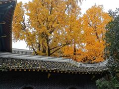 -四川大学(华西校区)