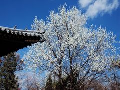 -桃花堤公园