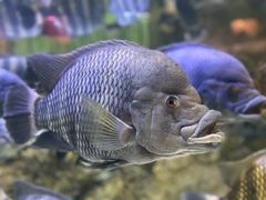 -上海海洋水族馆