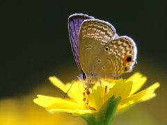 -佛山市三水区大南山森林公园