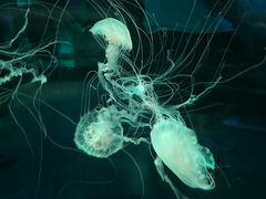 -北海海底世界