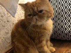 -猫友咖啡店(玉林西路店)