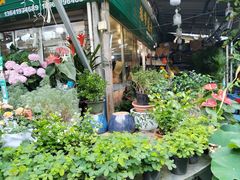 -曲阳花鸟市场(曲阳路店)