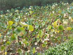 -合肥滨湖国家森林公园