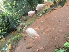 -火烈鸟餐厅