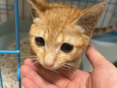 -乐琪宠物医院·犬猫专科·骨外科·急重症