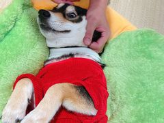 -逗柴咖啡屋·狗咖猫咖宠物桌游
