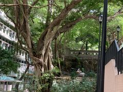 -香港佐治五世纪念公园