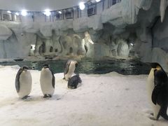 -帝企鹅自助餐厅•儿童岛•真企鹅(长隆企鹅酒店)