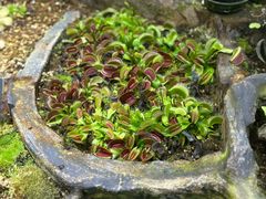 -国家植物园南园