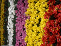 -上海鲜花港