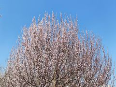 -桃花堤公园