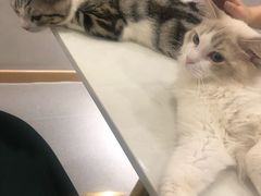 -飞行喵MR PILOT|猫舍·猫咖(静安大融城店)
