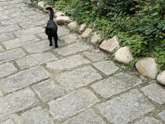 -合肥滨湖国家森林公园