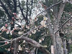 -香雪海